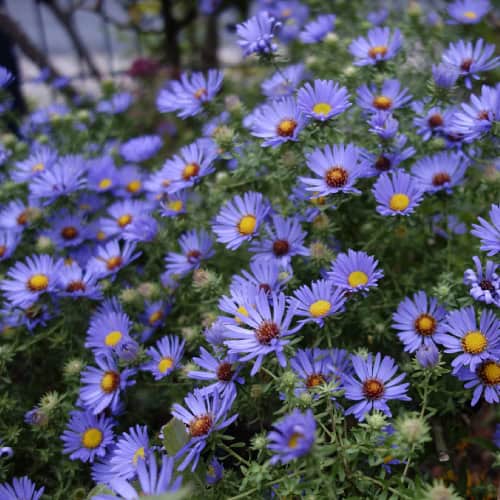 Aromatic aster flowers
