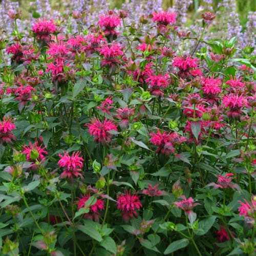 Bee balm in bloom