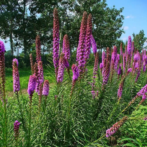 Blazing star flowers