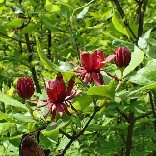 Carolina allspice flowers