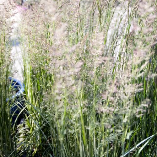 Feather reed grass