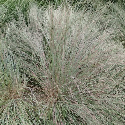 Little bluestem