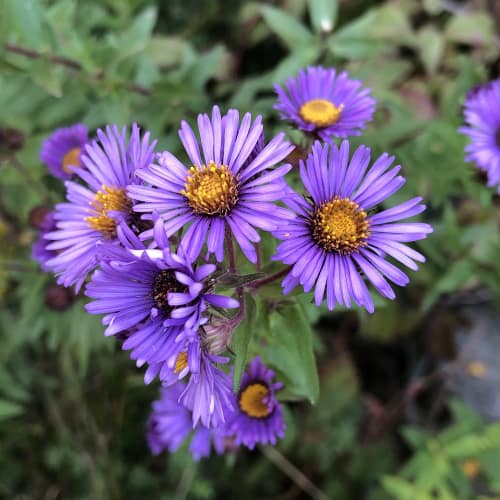 New England asters