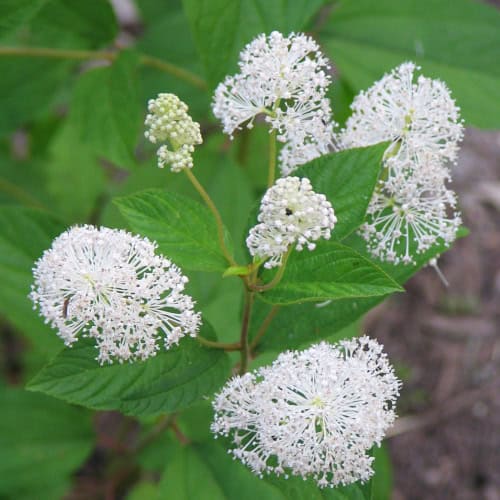 New Jersey tea blooms