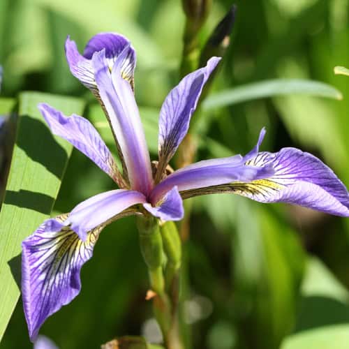 Northern blue flag flower