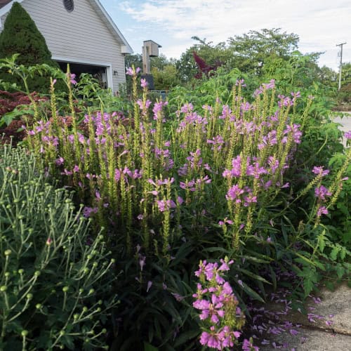Obedient plant in bloom