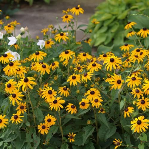 Orange coneflowers