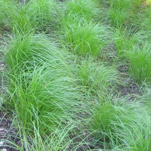 Pennsylvania sedge