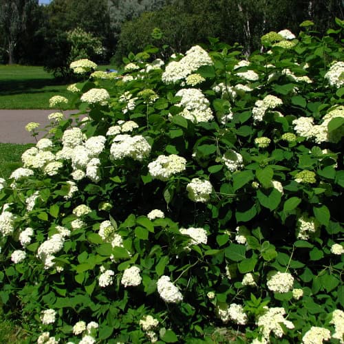 Smooth hydrangea in bloom