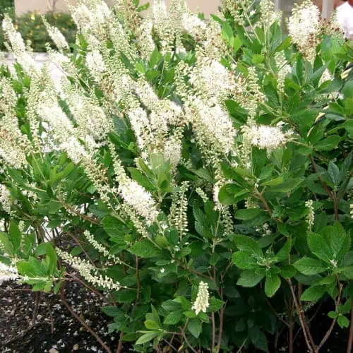 30 Plants For Hardiness Zone 7 (easy Care Picks) - Pond Informer