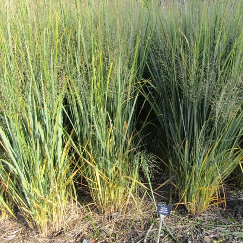 Switchgrass