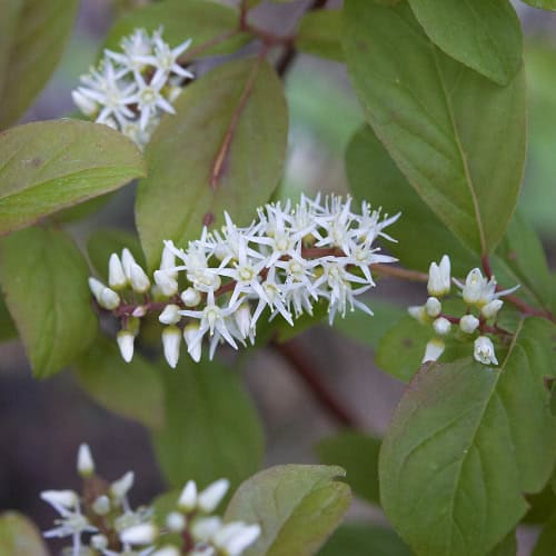 Virginia sweetspire blooms