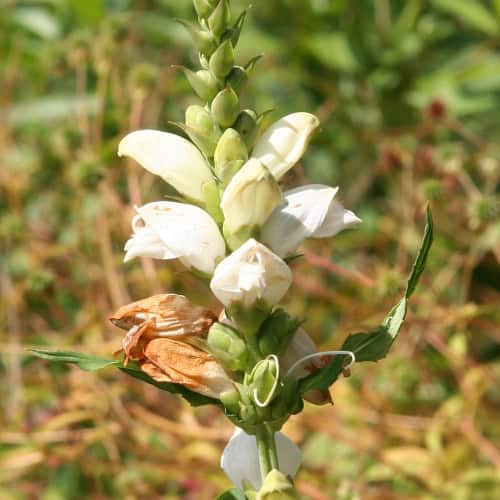 White turtlehead