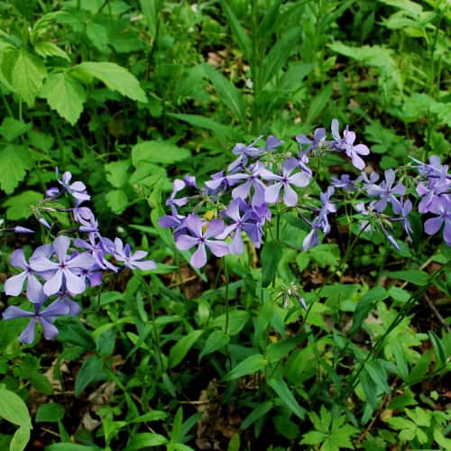 Woodland phlox flowers
