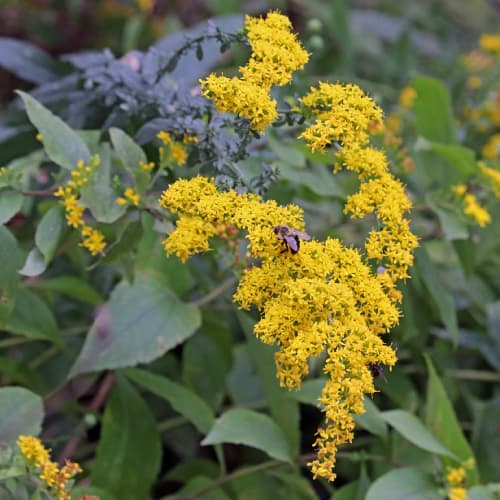 Wrinkleleaf goldenrod