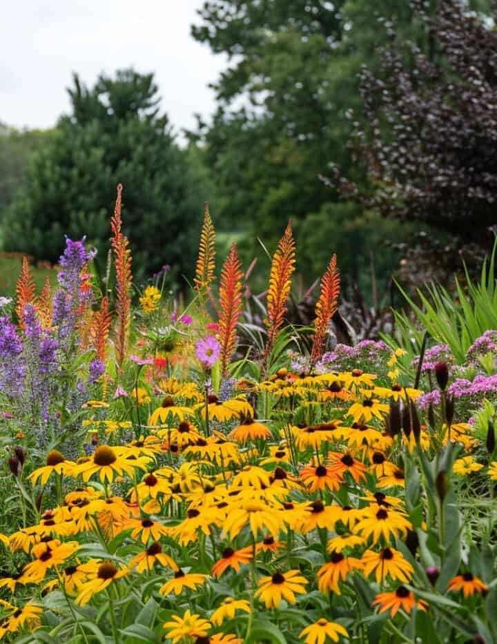 Zone 8 Plants