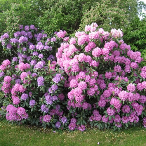 Rhododendron flowers