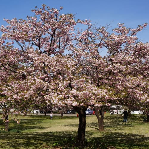 Cherry blossom tree in bloom
