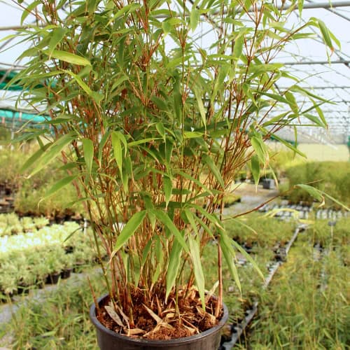 Dragon head bamboo