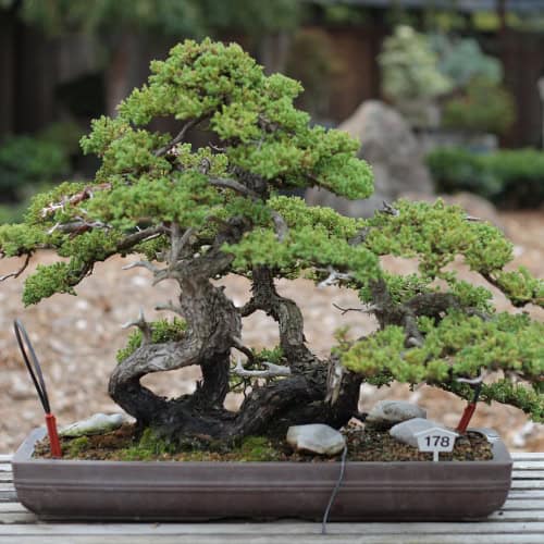 Garden juniper bonsai tree