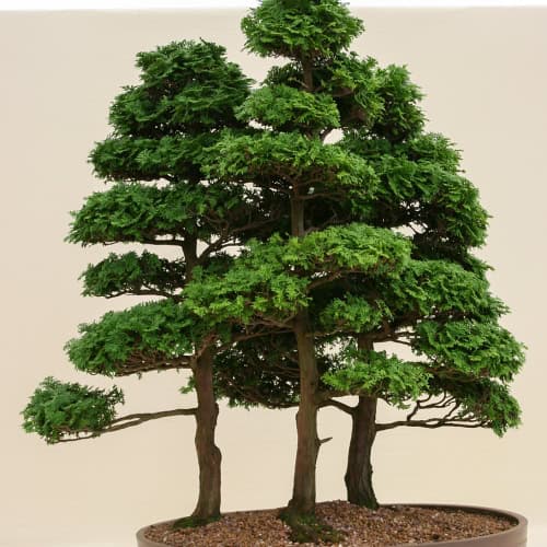 Hinoki cypress bonsai