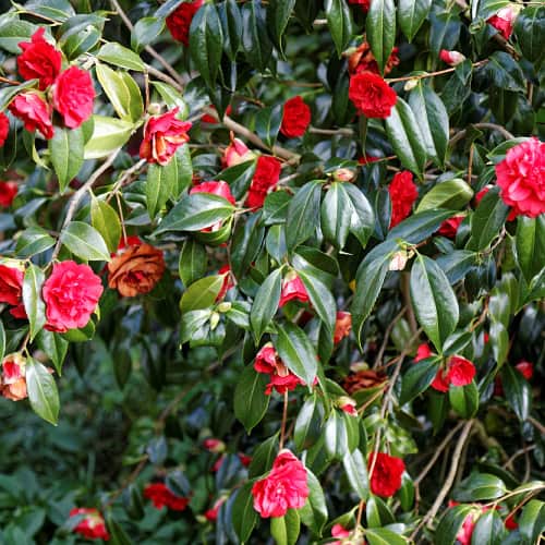 Japanese camellia in bloom