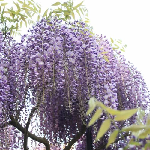 Japanese wisteria