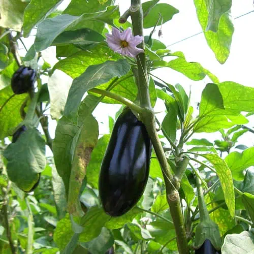 Eggplant