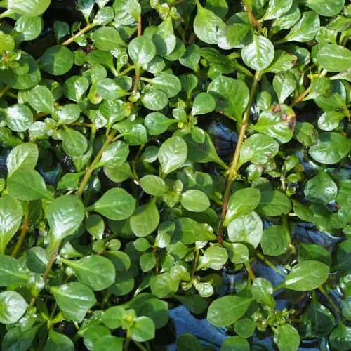 Ludwigia repens in water