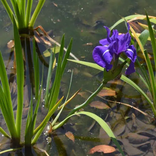 Water iris in bloom