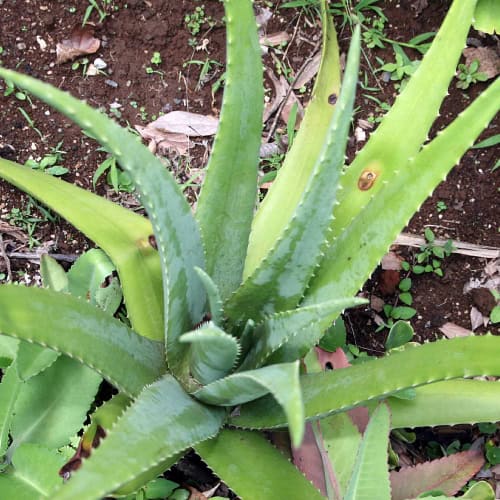 Aloe vera plant