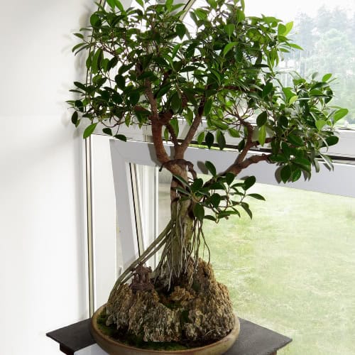 Ficus ginseng