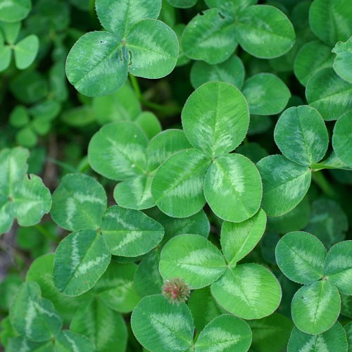 Trifolium repens