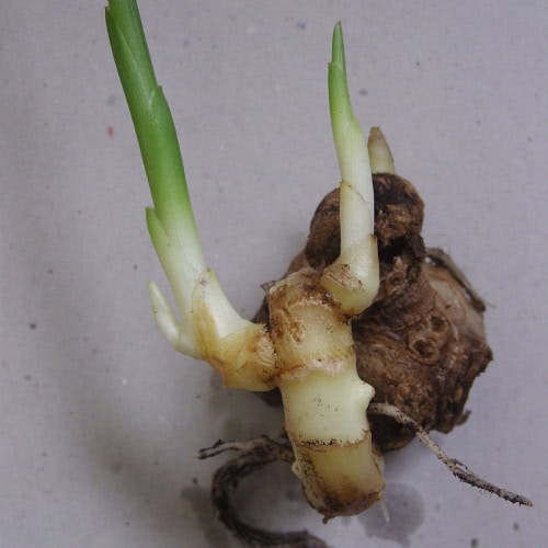Ginger rhizome