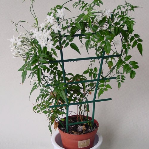 Potted jasmine plant