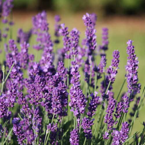 Lavender flowers