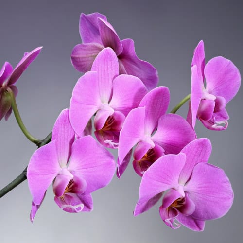 Orchid flowers