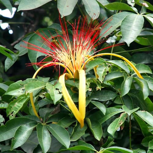 Pachira aquatica