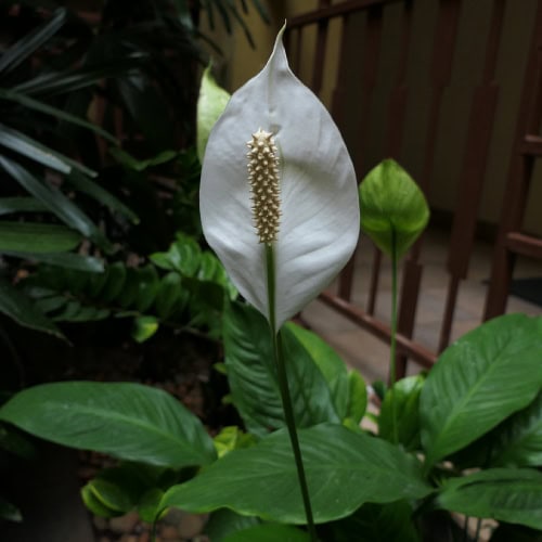 Peace lily
