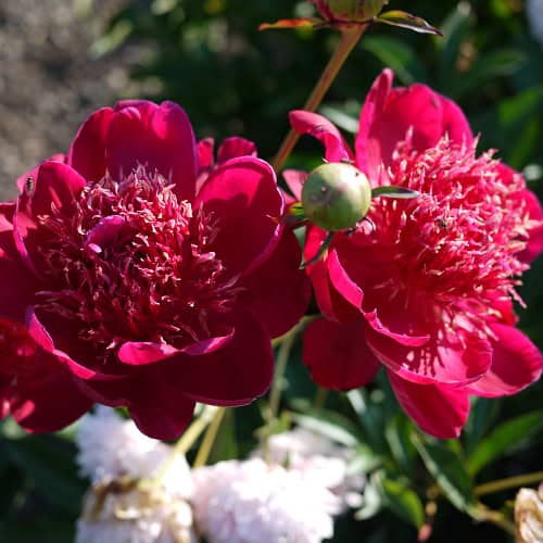 Red peonies