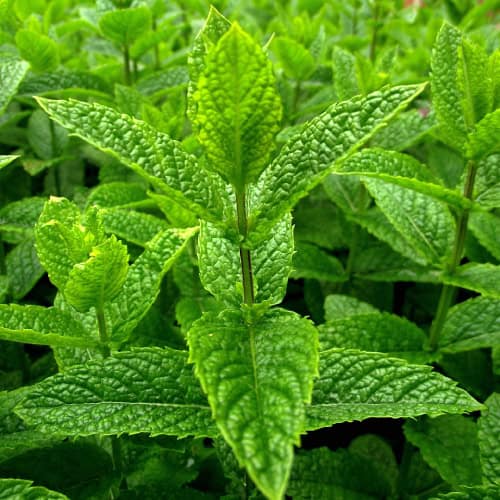 Peppermint