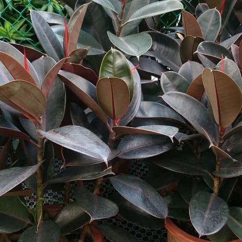 Rubber plant leaves