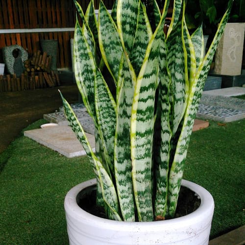 Snake plant