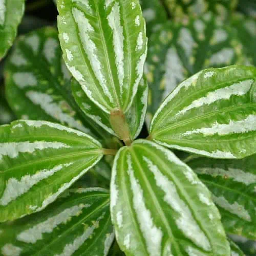 Aluminum plant leaves