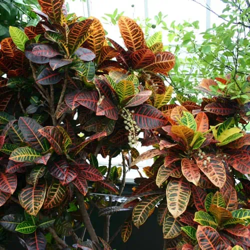 Croton leaves