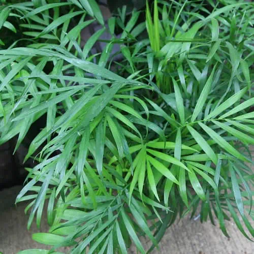 Dwarf palm leaves