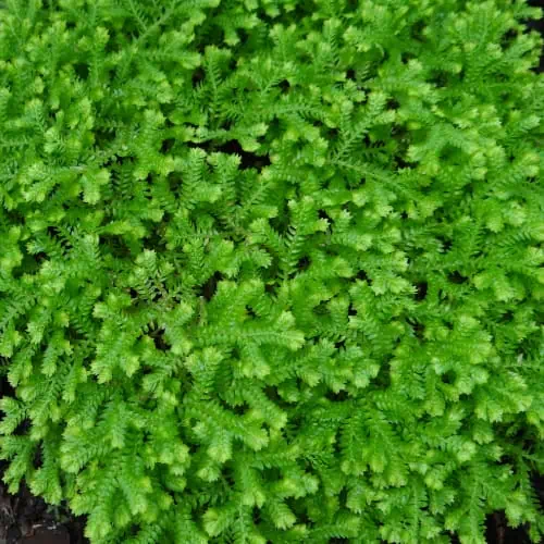 Selaginella plant