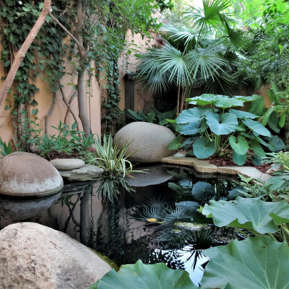 Small pond with large ornamental plants and boulders