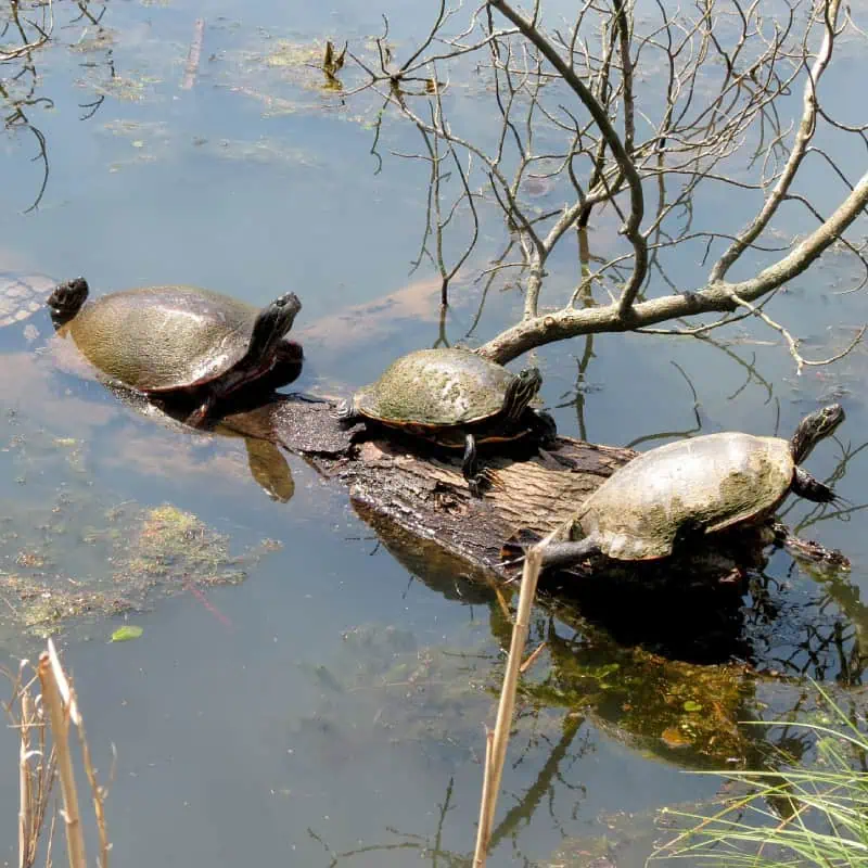 Turtles basking on log in pond