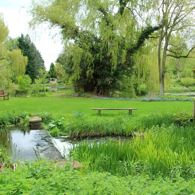 Pond in garden
